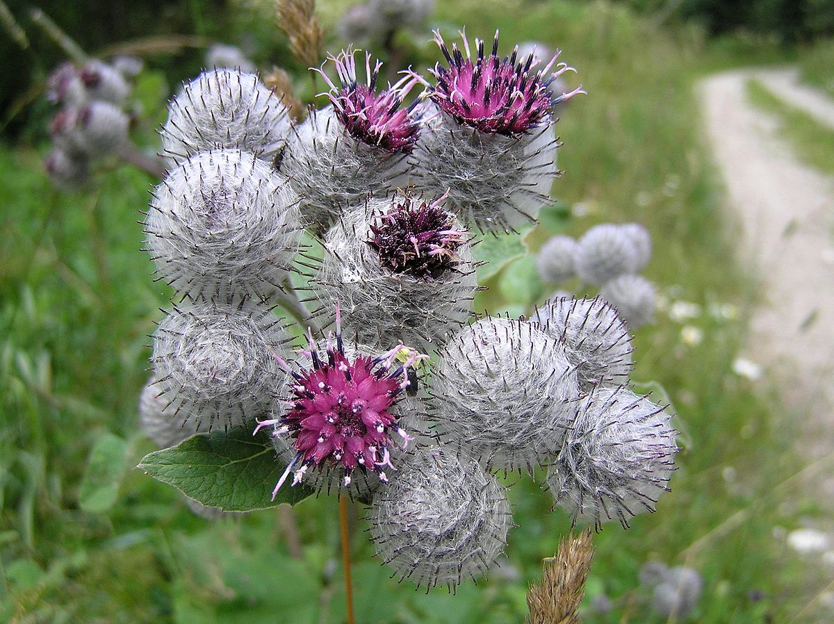 Natural vegetable burdock oil 50ml.