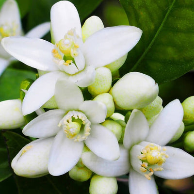 Neroli essential oil 10ml.