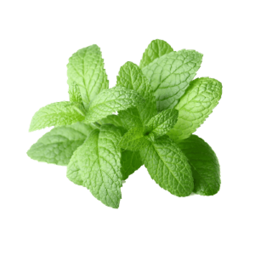 Peppermint essential oil 10ml.