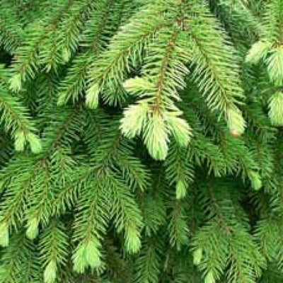 Spruce essential oil 10ml.