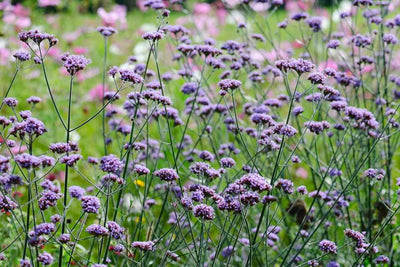 Verbena essential oil 5ml.