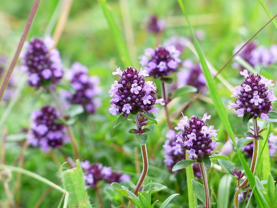 Thyme essential oil